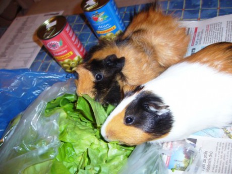 Papuc a Pigi pleni salat :D